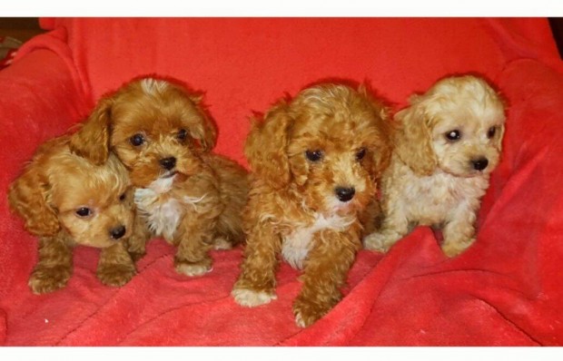 Uszkr jelleg.Cavapoo kiskutyk eladk. Toy uszkr x cavalier