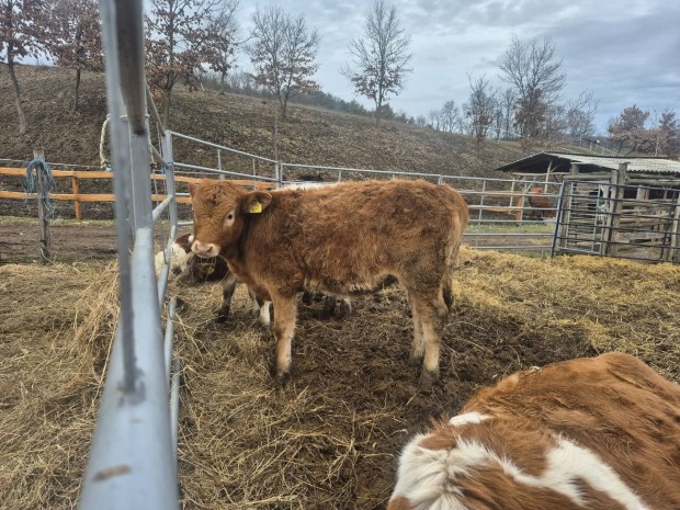 �sz� borj� 3db 