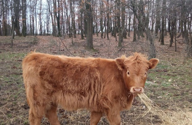 sz borj vlasztsi