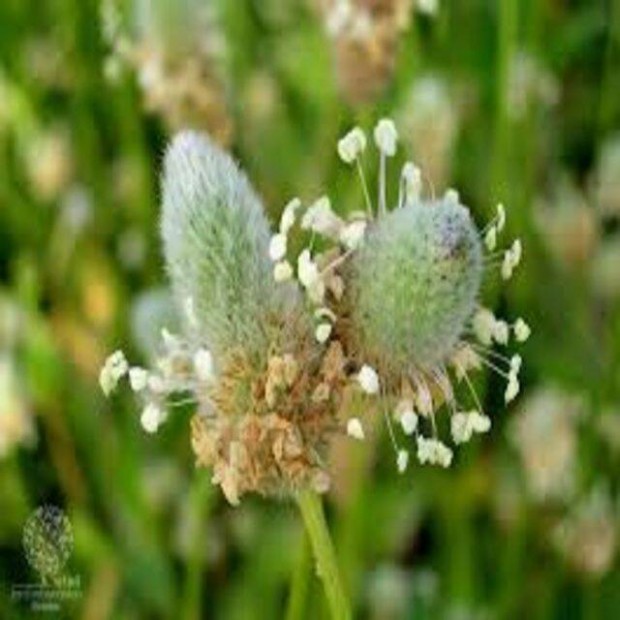 tif Plantago lagopus gygynvny palantak