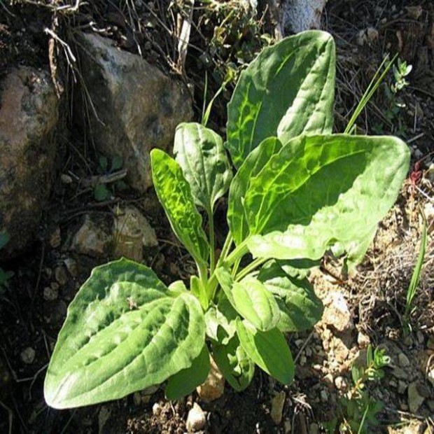 tif (Plantago) gygynvny palantak