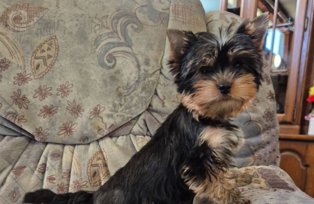 Útleveles , veszettségoltással yorki ,,yorkshire terrier kisfiú!