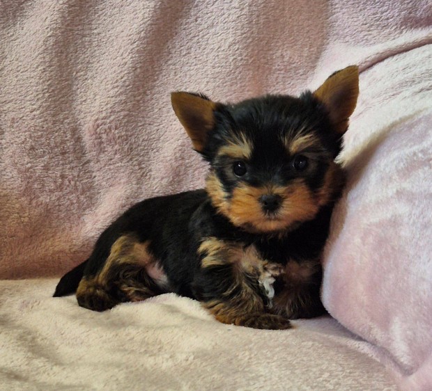 Útleveles yorki , yorkshire terrier kisfiú foglalható