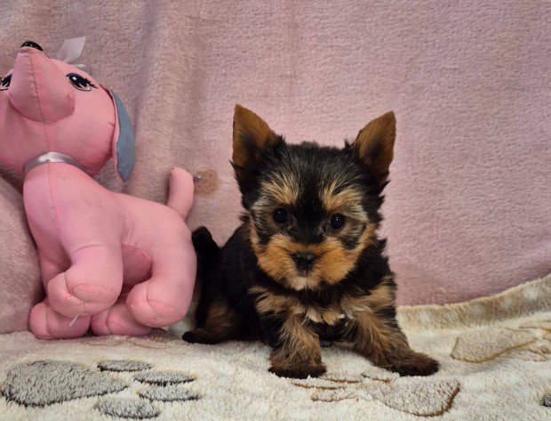 Útleveles yorki , yorkshire terrier kislány foglalható!