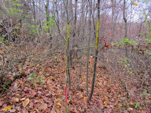 VAR�ZSLATOS TELEK ELAD� A B�KKI NEMZETI PARK MELLETT!