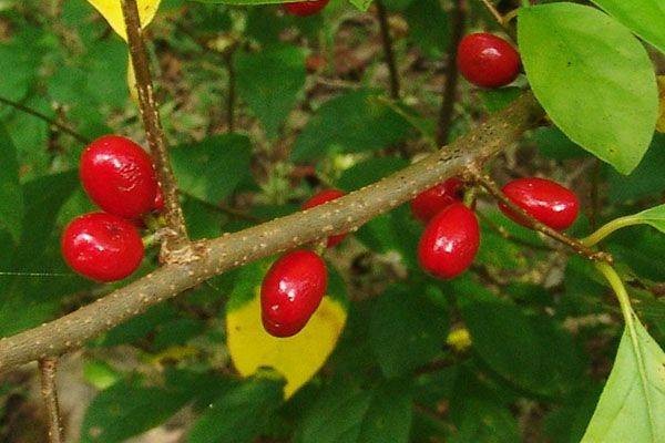 Vad szegfszeg (Lindera benzoin) 40-60 cm