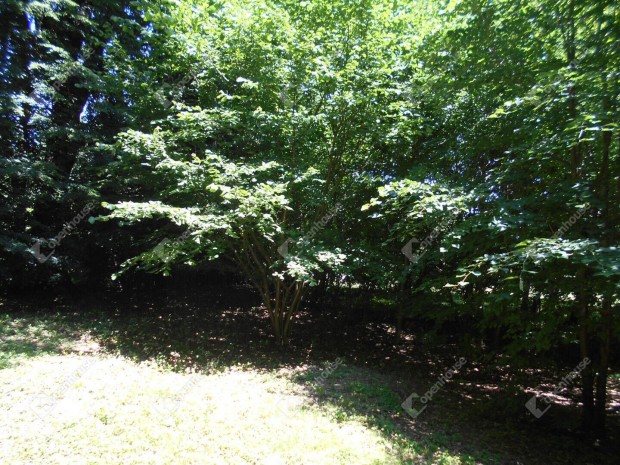 Vad�sa t� k�zeli fel�j�tand�  csal�di h�z.