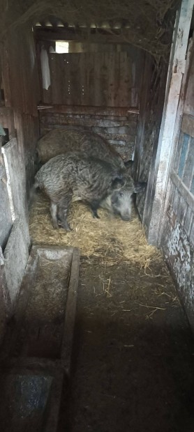 Vaddiszn-Mangalica keverk Elad