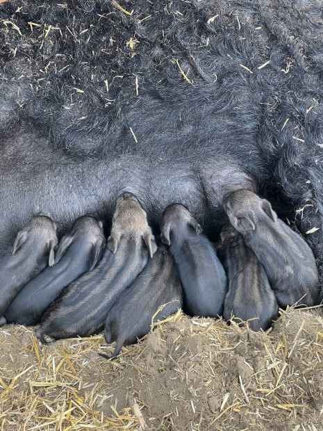 Vaddisznó / mangalica malacok