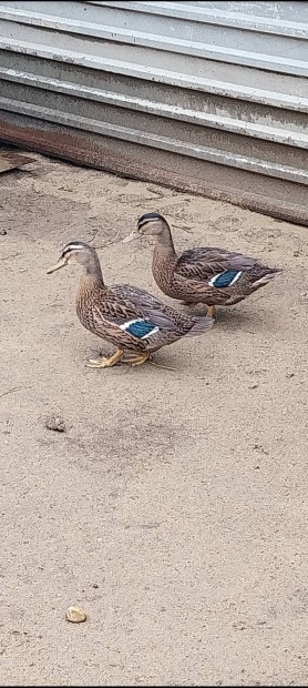 Vadkacsa vadkacsk 