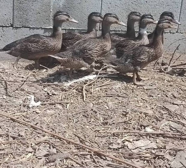 Vadkacsk eladak. 