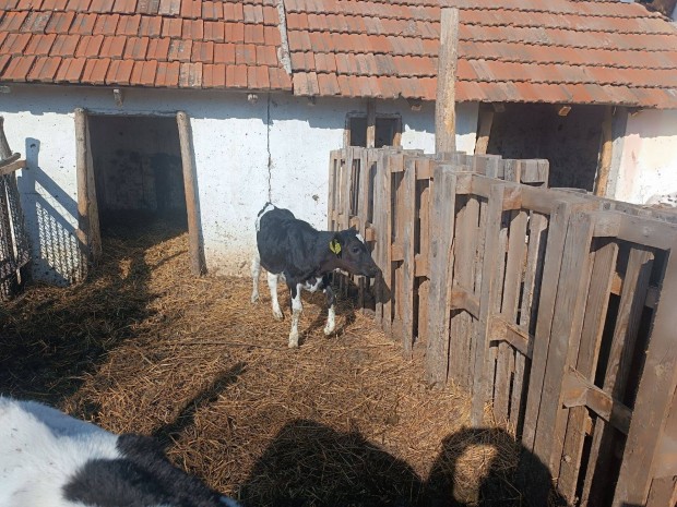 Vlasztsi Friz sz borj