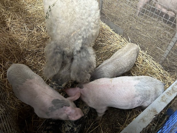 Vlasztsi Mangalica elad