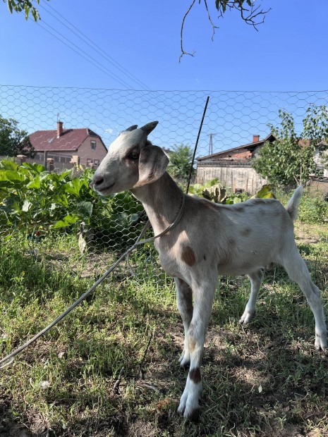 Vlasztsi bakgida