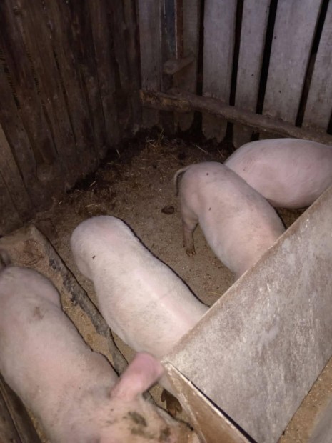 Vlasztsi malac 30kg-os