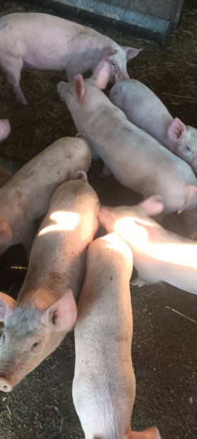 Vlasztsi malac elad vagy cserlhet.
