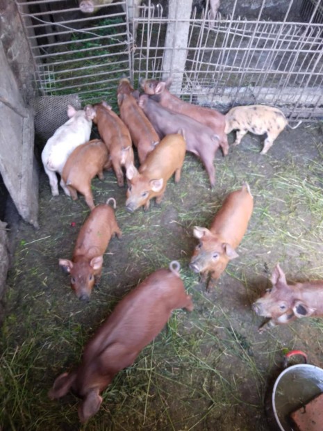 Vlasztsi malacok
