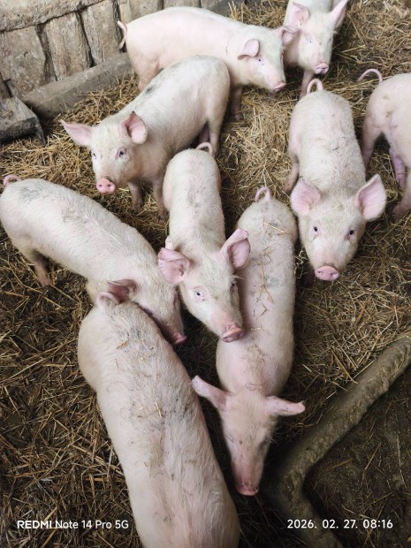 V�laszt�si malacok 