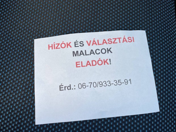 Vlasztsi malacok, hzk eladk