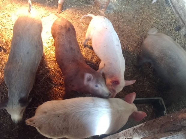 V�laszt�si malacok elad�k 