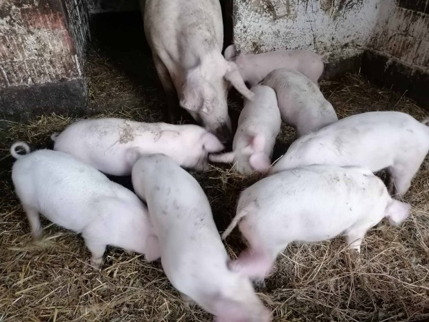 Vlasztsi malacok j etkesek eladk!