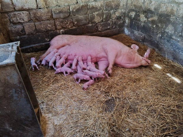 Vlasztsi malacok kltznenek 40 db25000/db! 