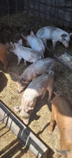 Választási malacok lapály x duroc eladók
