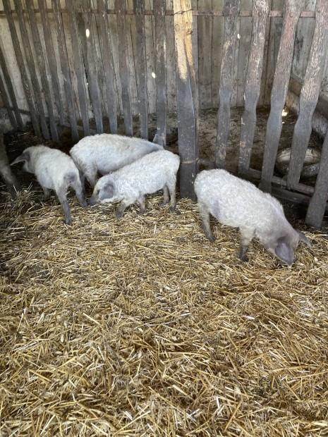 Vlasztsi mangalica!