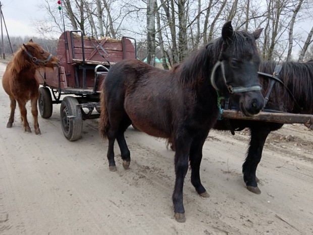 Vlasztsi pni kanca csikk