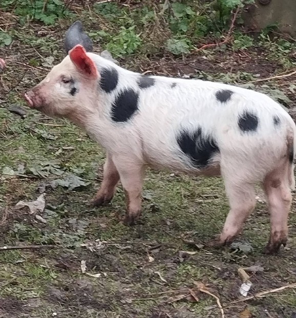 Vlasztsi tanyasi malacok