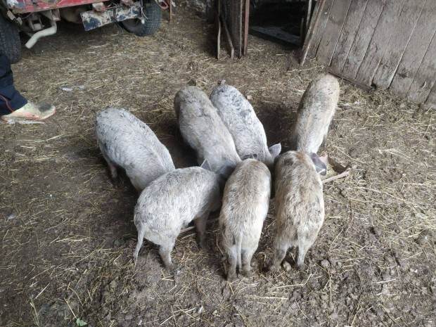 Vlasztsi vlaszts mangalica malac 7 db