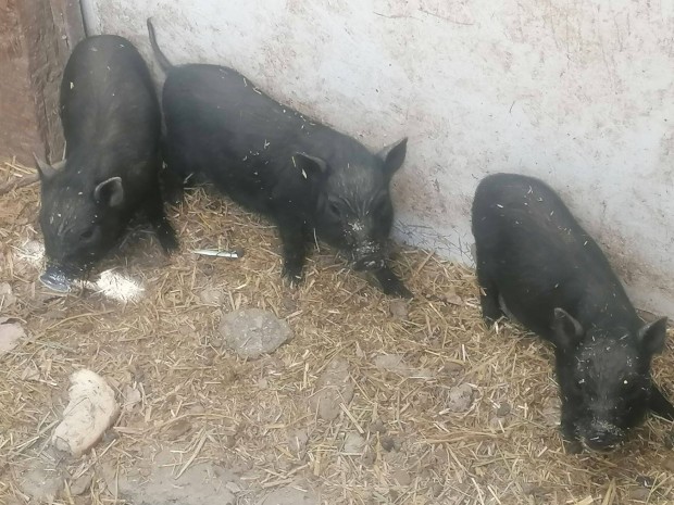 Választási vietnámi malacok eladók