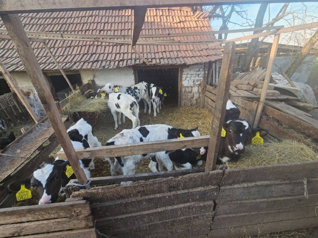 Vlasztott bika borjak