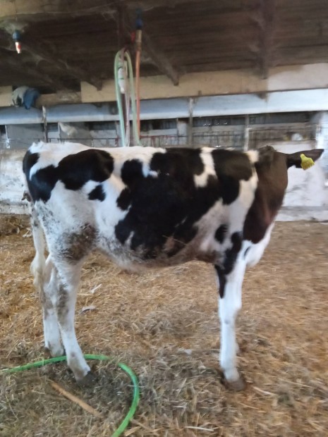Választott holstein fríz üszőborjú eladó