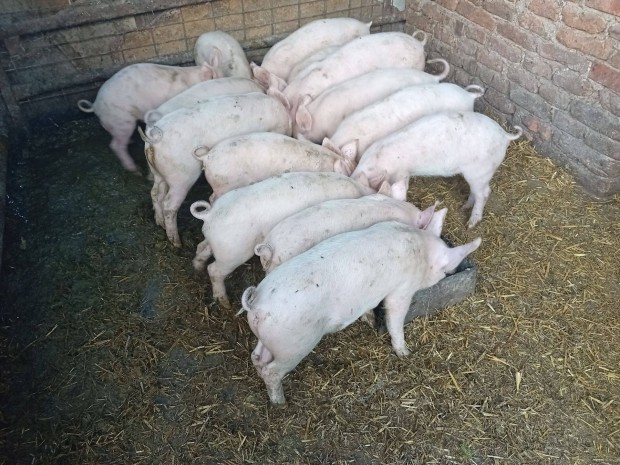Vlasztott kismalacok