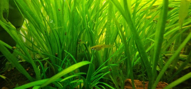 Vallisneria akvárium vizinövény