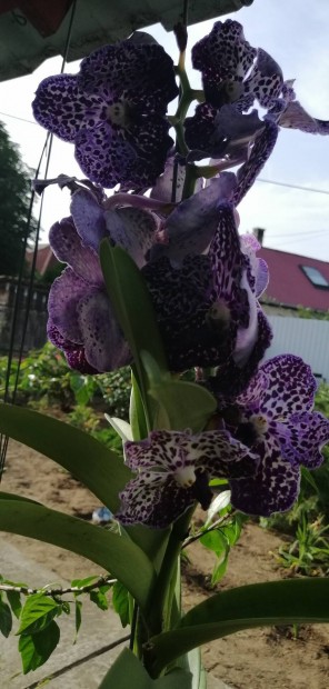 Vanda orchidea Lils Tarka a viraga