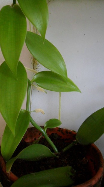 Vanlianvny, Vanlia, -Vanilia planifolia