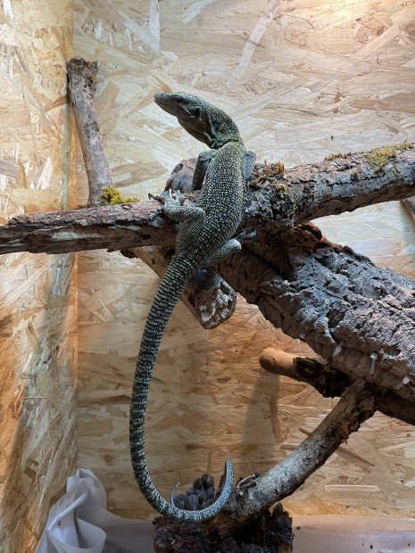 Varanus panoptes, varanus prasinus, cordylus tropidosternum