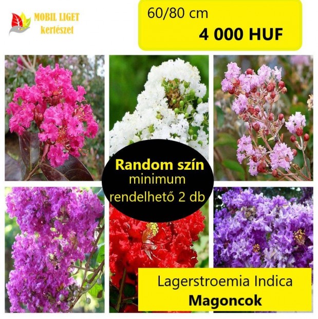 Varzslatos Jupiterfa (Lagerstroemia Indica) - 120 Napig Virgzik!