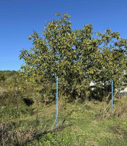 Vrpalota, Kszenlti Laktelepen zrtkert elad