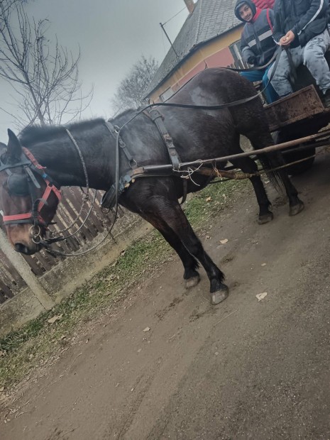 Vastag kanca csiko