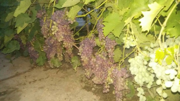 Vatra ellenálló szőlő csemeték eladók