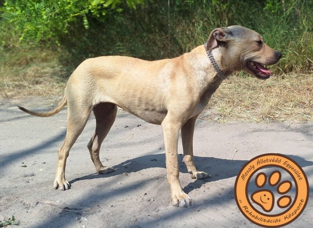 Vega 10hónapos pit bull terrier jellegű örökbefogadót keres ingyen