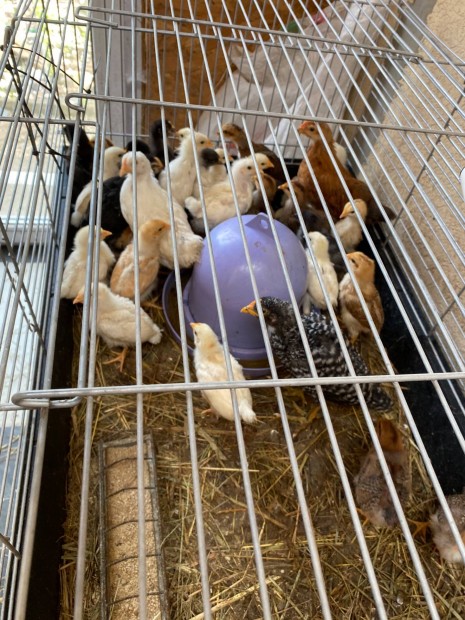 Vegyes ivarban napos csibe, hetes csirke elad