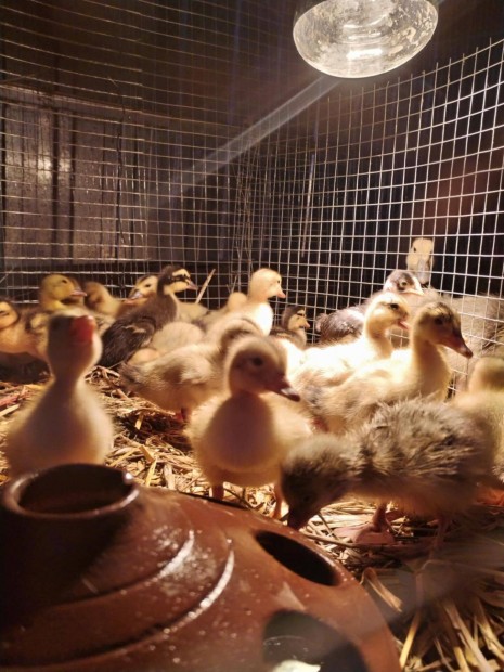 Vegyes kiskacsk eladak