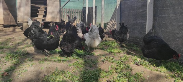 Vegyesen tartott kék, fekete és splash Australorp tojás eladó