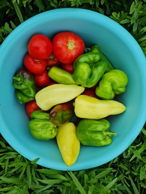 Vegyszermentes zöldségek.