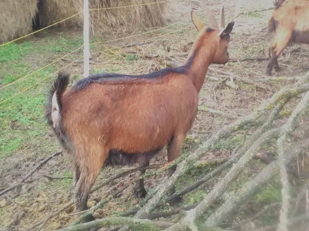 Vemhes (közelellős) törzskönyvezett alpesi kecske eladó!