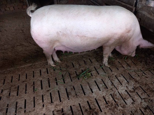 Vemhes koca elad�! 